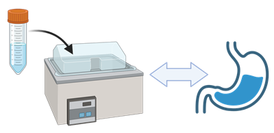 In Vitro Digestion