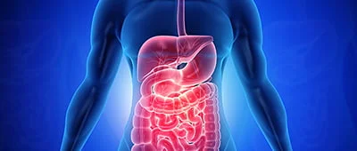 Protein Digestion and Absorption