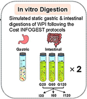 In vitro digestion model