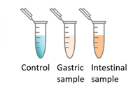 Recombinant lactoferrin study